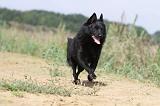 SCHIPPERKE 237